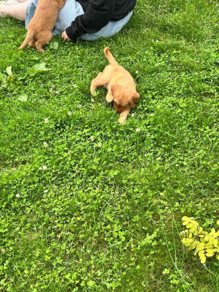 Golden retriever puppy’s met stamboom, Dieren en Toebehoren, België, Reu, 8 tot 15 weken, Meerdere