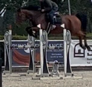 Springpaard met veel vermogen, Springpaard, Met stamboom, Ruin, M