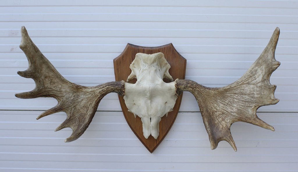 Groot Zweeds ELAND GEWEI op houten schild - ref. Q, Enlèvement, Utilisé, Cerf, Bois ou Tête