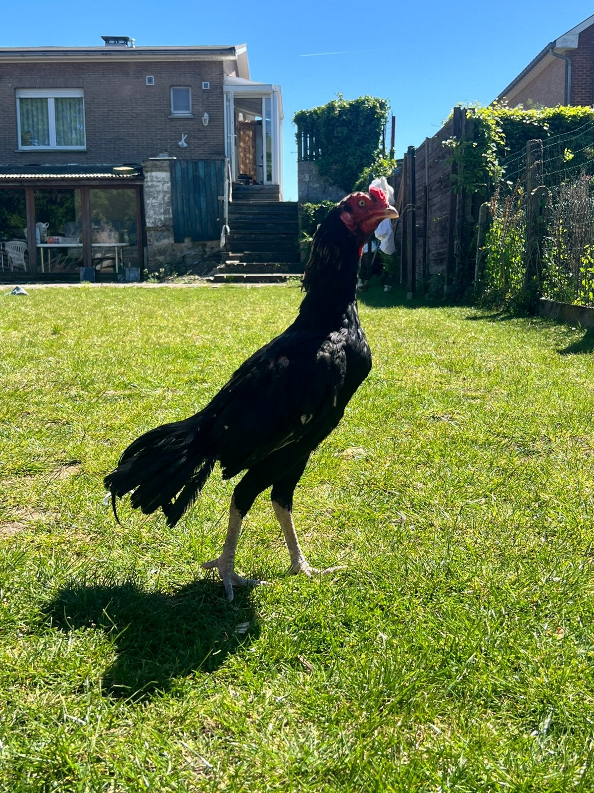 Coq Aseel, Animaux & Accessoires, Mâle, Poule ou poulet