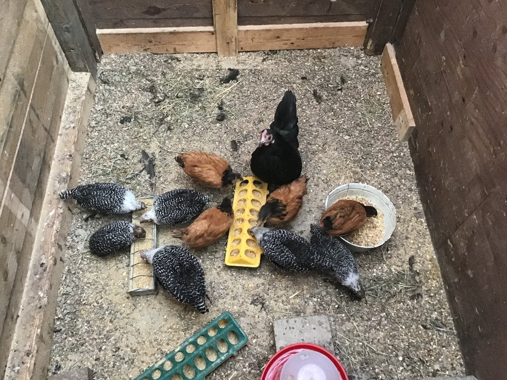 Kip met haar Zilverbrakel kuikens, Dieren en Toebehoren, Pluimvee, Kip, Vrouwelijk