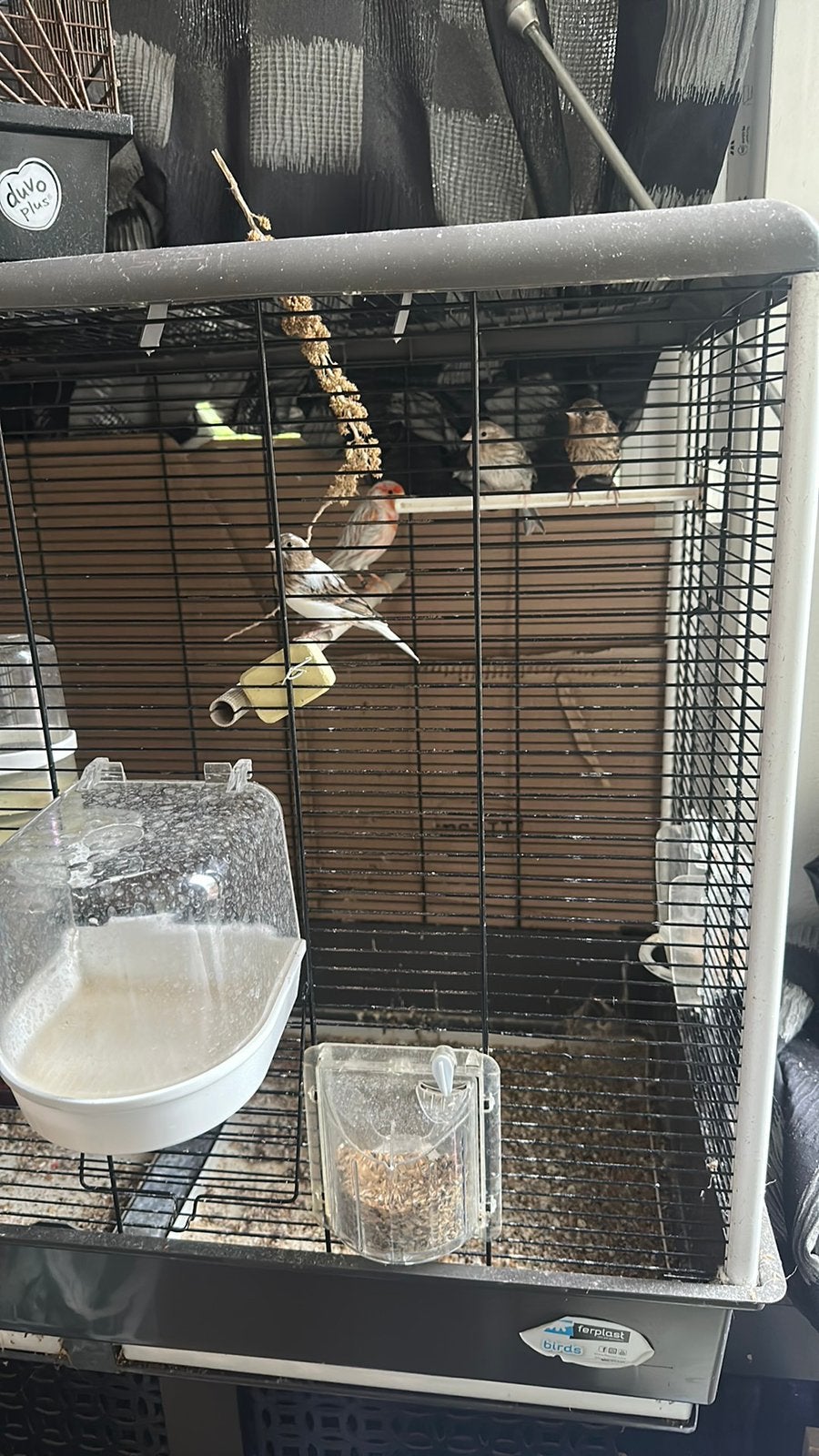kanaie, Dieren en Toebehoren, Ophalen, Vogelkooi