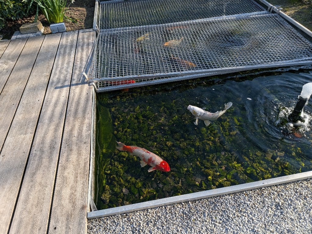 JAPANSE KOI 30 CM - VERSCHIL. KLEUREN - PRIJS PER STUK, Carpe ou Koï