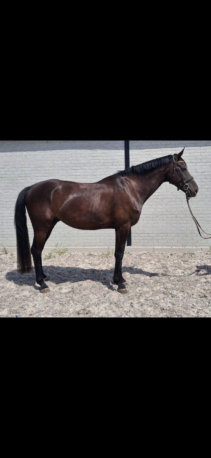 Aanhankelijke brave 6 jarige ruin te koop, Dieren en Toebehoren, Ruin, M