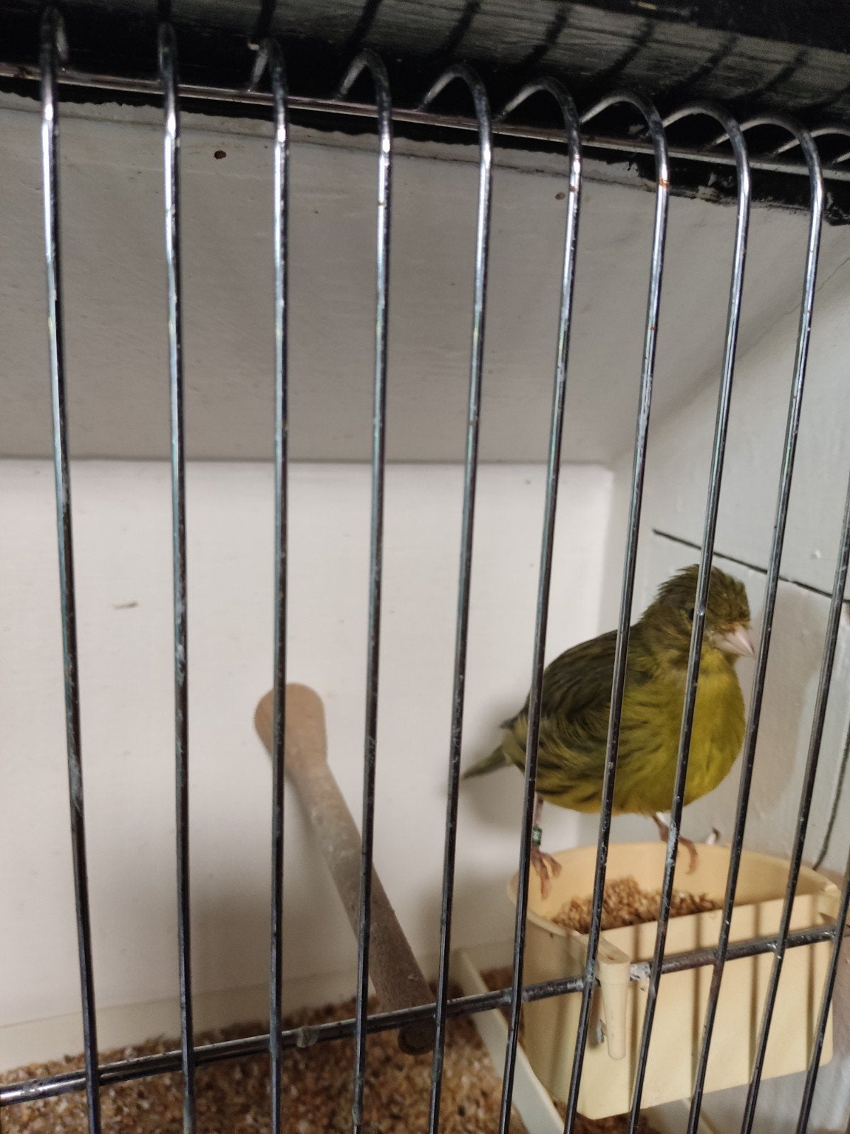 jonge kanaries  15€ per vogel, Dieren en Toebehoren