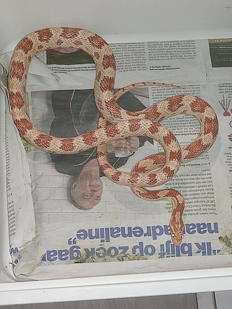 2 slangen, Animaux & Accessoires, Reptiles & Amphibiens, Serpent, 0 à 2 ans