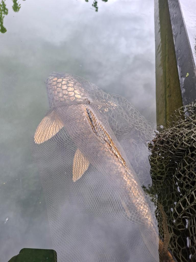 Gouden koi 50+cm, Dieren en Toebehoren, Vissen | Vijvervissen