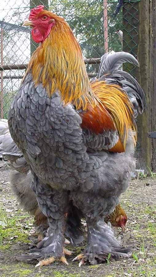 BRAHMA GROOTHOEN TE KOOP, Dieren en Toebehoren, Pluimvee, Kip, Meerdere dieren