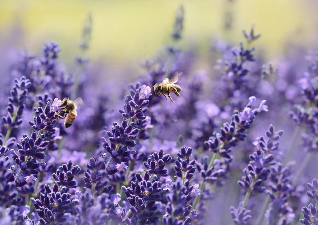 Lavendel Dwarf Blue, Volle zon, Vaste plant, Zomer, Ophalen