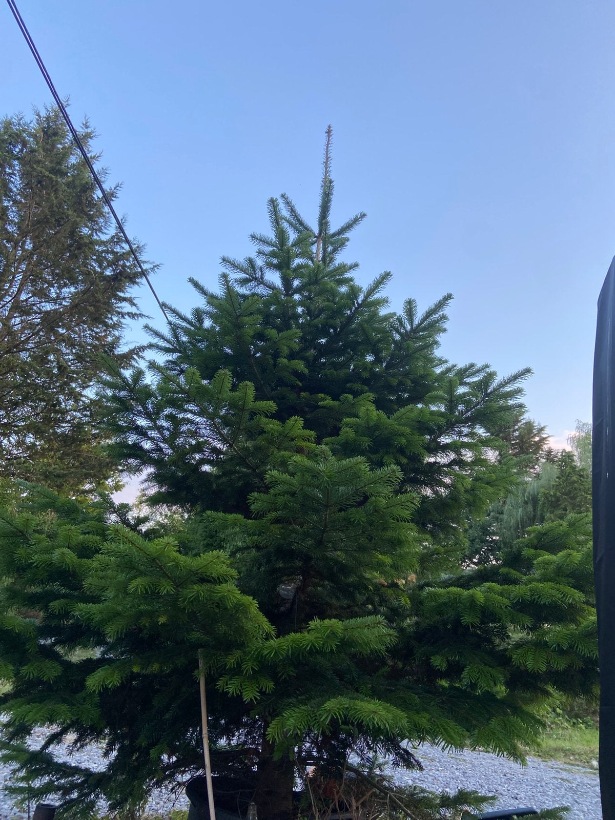 Sapin de Noël vivant en pot – Épicéa ~2m, Enlèvement, En pot