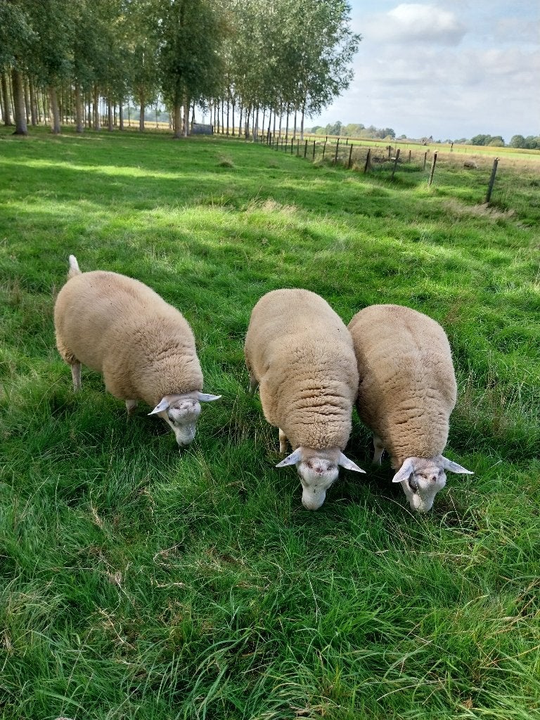 Schapen te koop, Janvier, Mâle