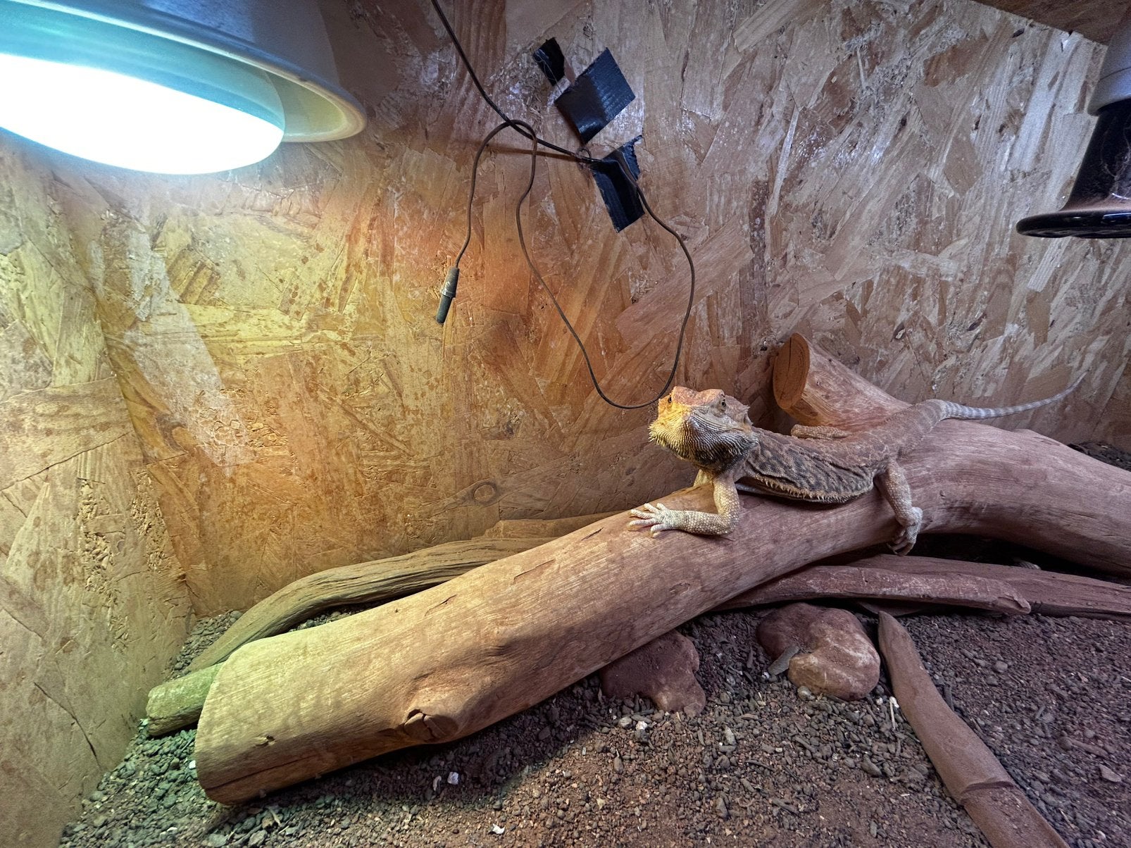 A donner terrarium avec pogona, Dieren en Toebehoren, Ophalen, Zo goed als nieuw