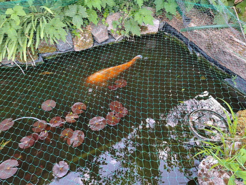 koi a vendre, Carpe ou Koï