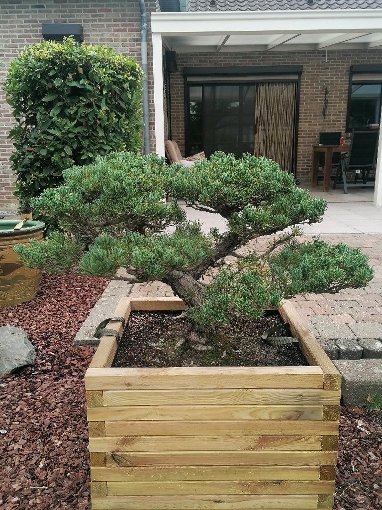 Bonsai, Tuin en Terras, Planten | Bomen, Ophalen