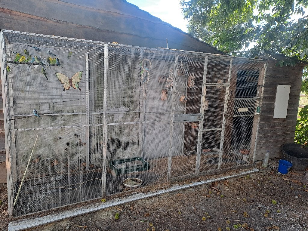 Volière met grasparkieten, Dieren en Toebehoren, Ophalen, Volière