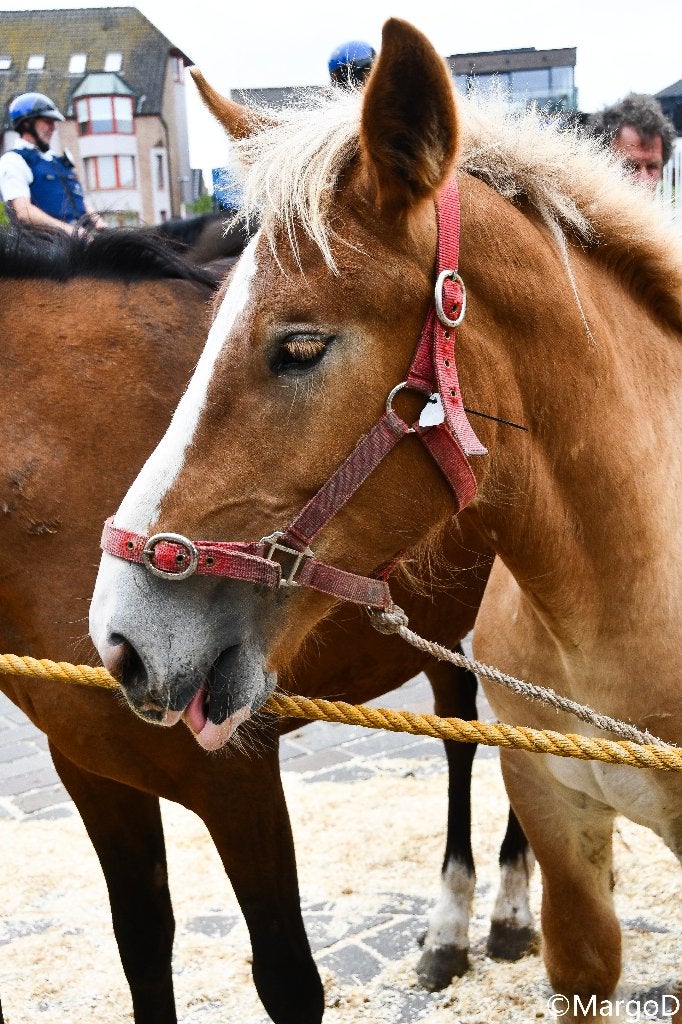 Paardenmarkt Torhout Light, Dieren en Toebehoren