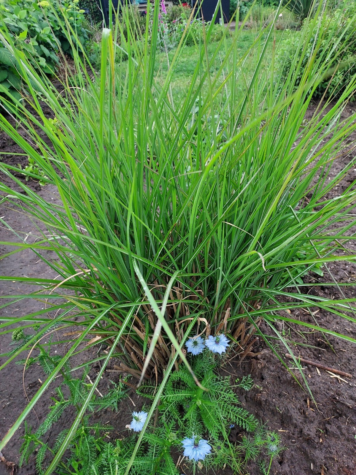 Siergras, Tuin en Terras, Planten | Tuinplanten, Ophalen, Herfst
