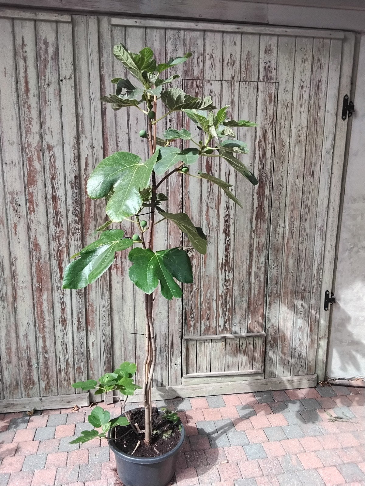 vijgenboom, ficus brogiotto bianco, vijg 190 cm, Tuin en Terras, Planten | Bomen, Ophalen, Volle zon, 100 tot 250 cm