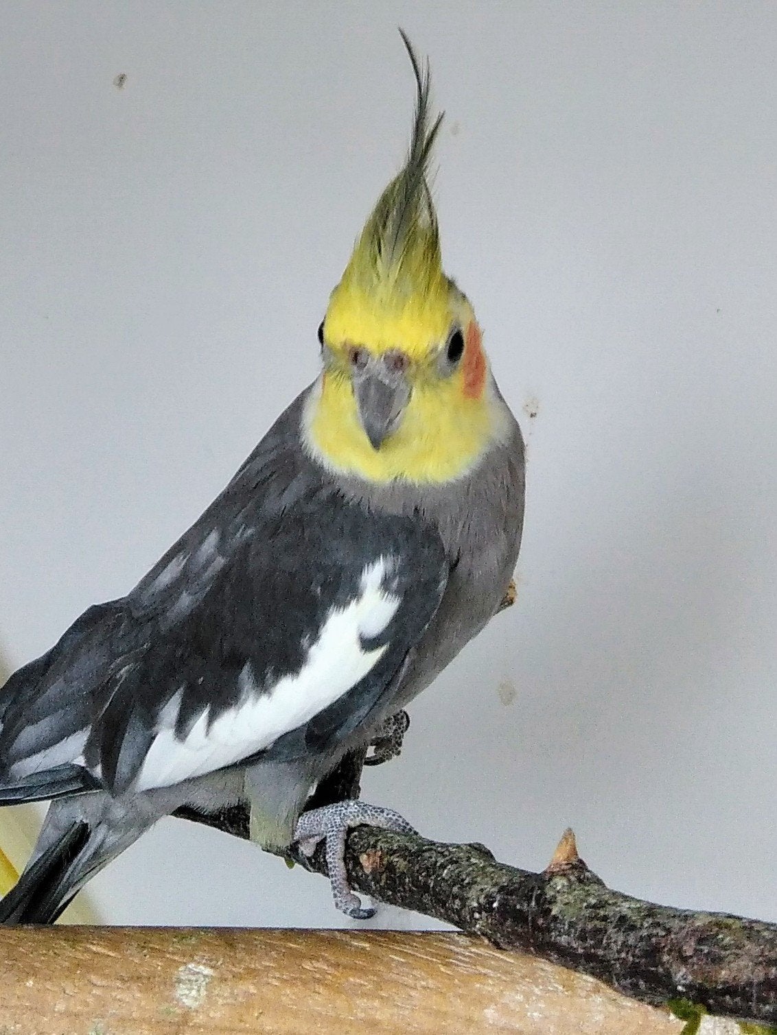 Valkparkiet, Dieren en Toebehoren, Parkiet
