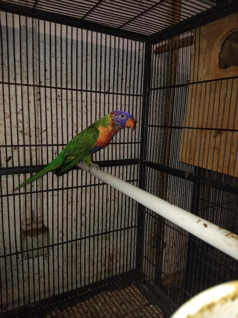 Lori de swainson, Perruche, Bagué
