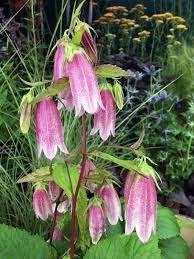 Campanula Elizabeth, Ophalen, Halfschaduw