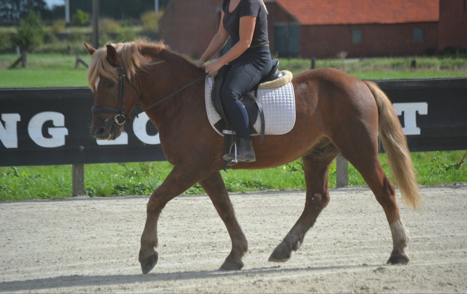 leuke brave ruin, Dieren en Toebehoren, Ruin
