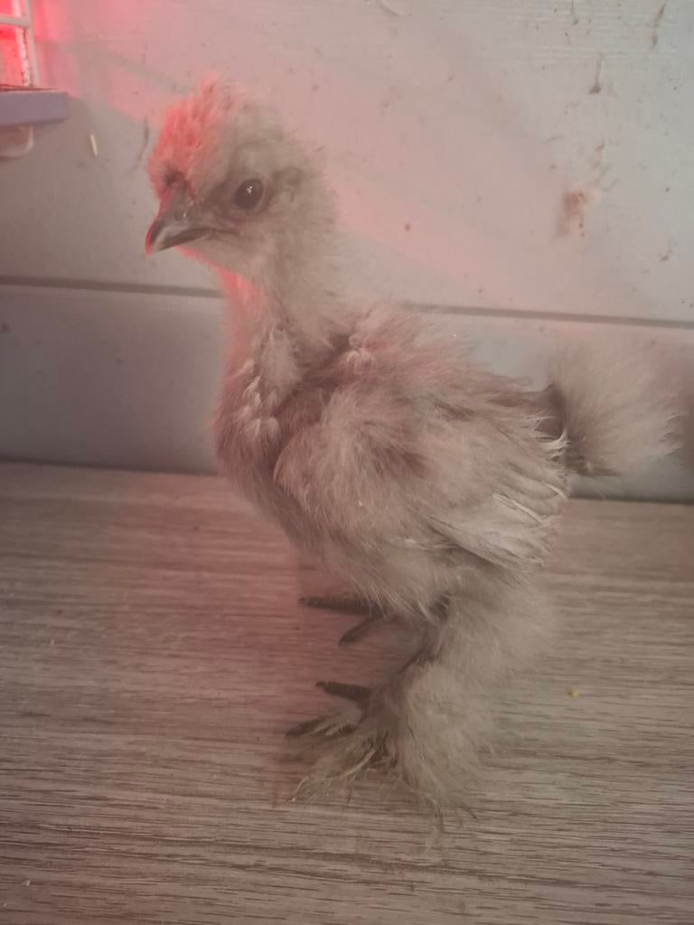 Kuikens, Geslacht onbekend, Kip