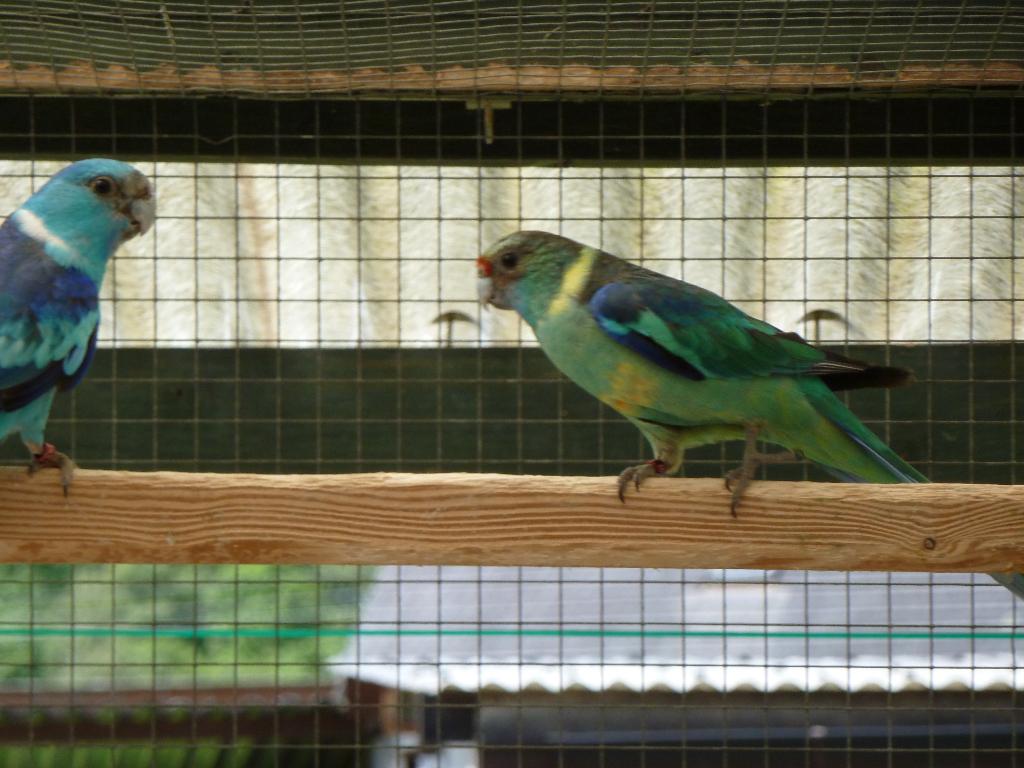 bernard split blauw pop, Dieren en Toebehoren, Vrouwelijk, Parkiet