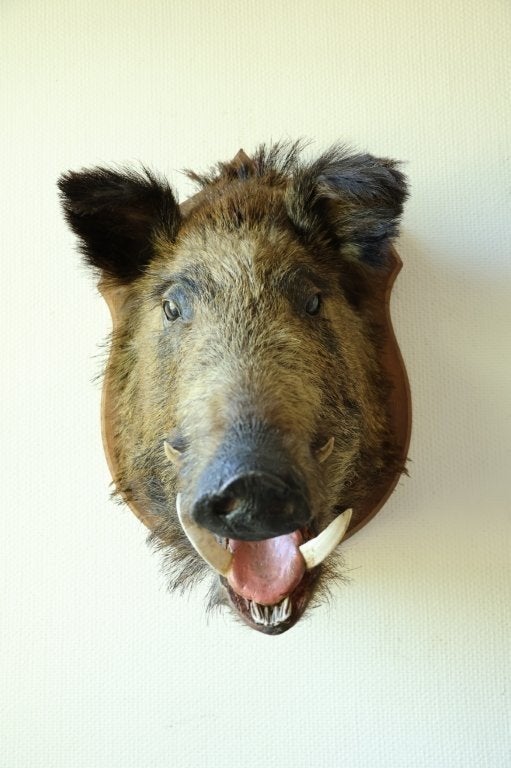 Taxidermie everzwijnkop, Collections, Collections Animaux, Enlèvement ou Envoi, Utilisé, Animal sauvage, Bois ou Tête