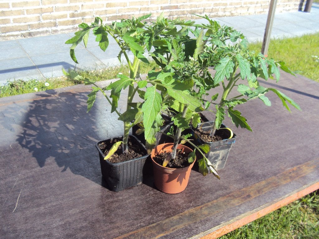 tuinplanten, Tuin en Terras, Ophalen, Volle zon, Groenteplanten, Eenjarig