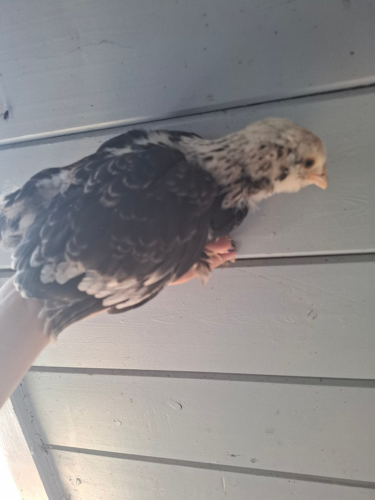 Duitse faverolles haan, Animaux & Accessoires, Mâle, Poule ou poulet