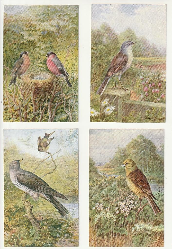 Lot 8 cartes thème oiseaux dans la nature Salmon Sevenoaks, Collections, Envoi, Non affranchie, Oiseaux