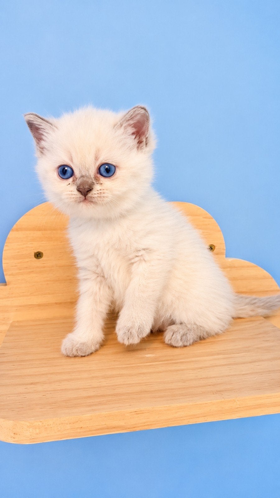 Britse korthaar, Plusieurs animaux, Vermifugé, 0 à 2 ans