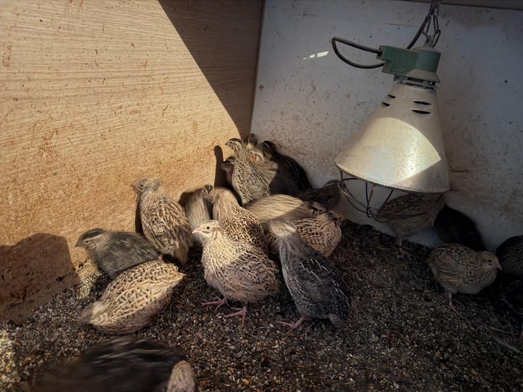 Japanse kwartel hennen, Dieren en Toebehoren, Pluimvee