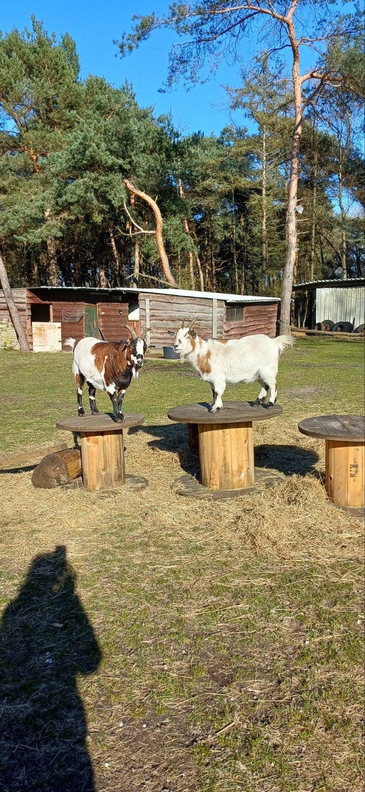 gratis dwerggeiten