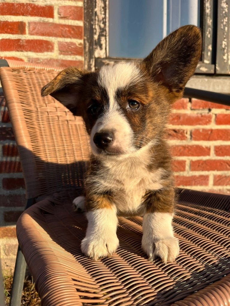 Welsh Corgi pups te koop, Dieren en Toebehoren, Honden | Herdershonden en Veedrijvers, België, Fokker | Hobbymatig, Overige rassen