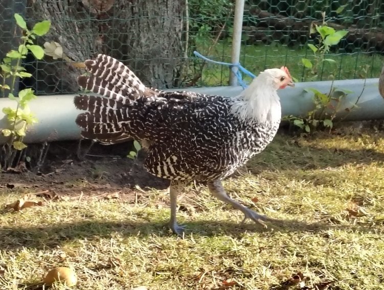 Coq de Brakel, Argent, Animaux & Accessoires, Mâle