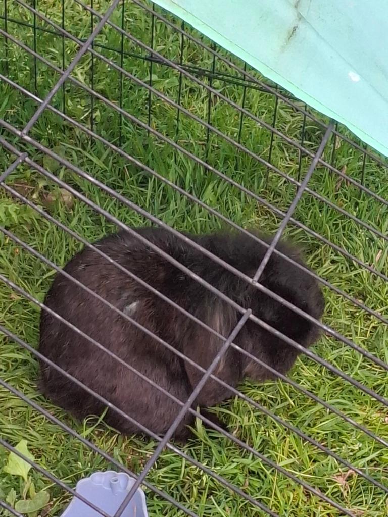 Lapin