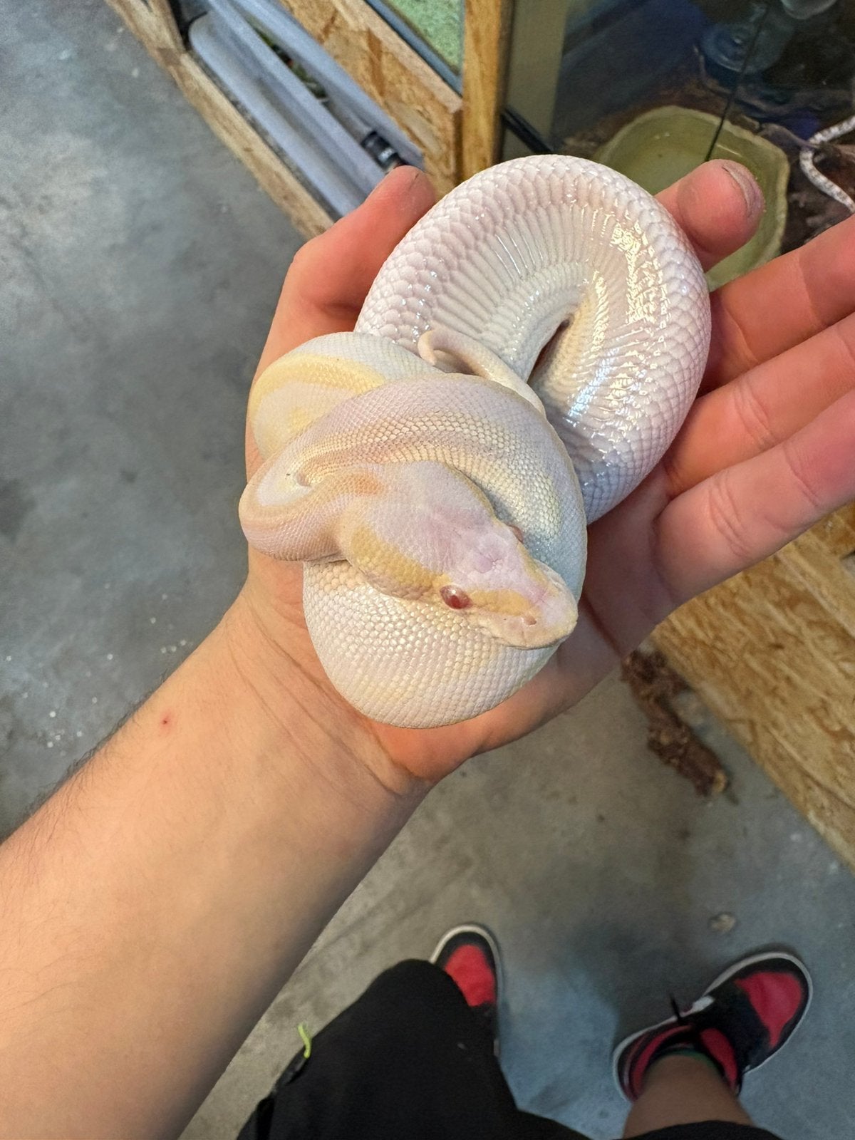 King Python transforme le karma albinos, Animaux & Accessoires, Serpent