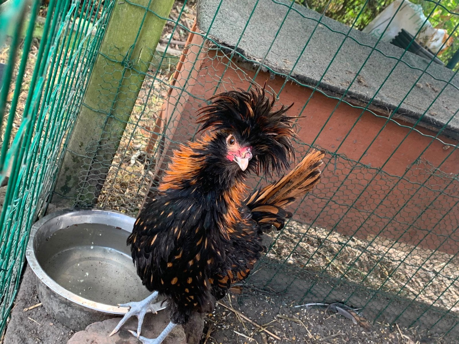 Raszuivere jonge padua kippen, Dieren en Toebehoren, Pluimvee