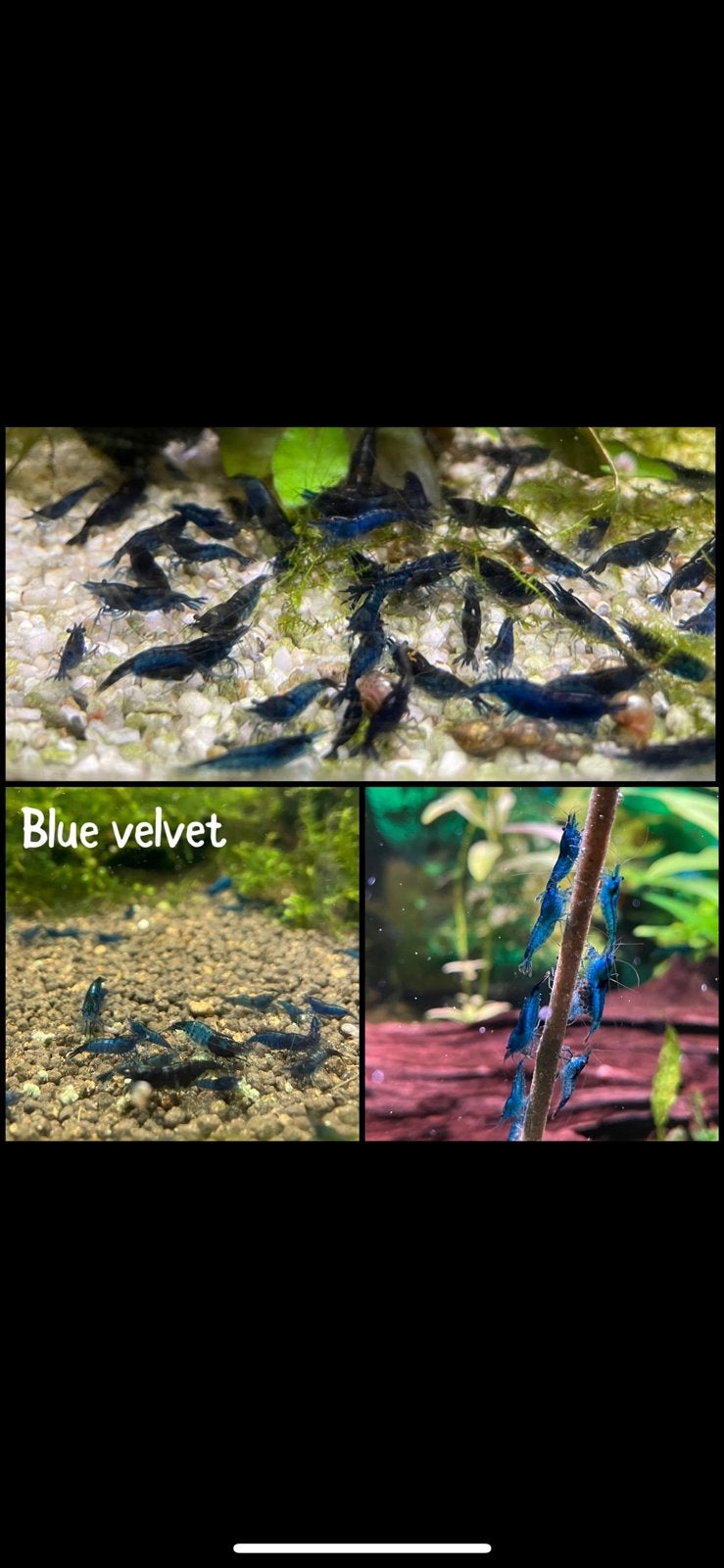 Blue velvet garnalen, Homard, Crabe ou Crevette, Poisson d'eau douce, Banc de poissons