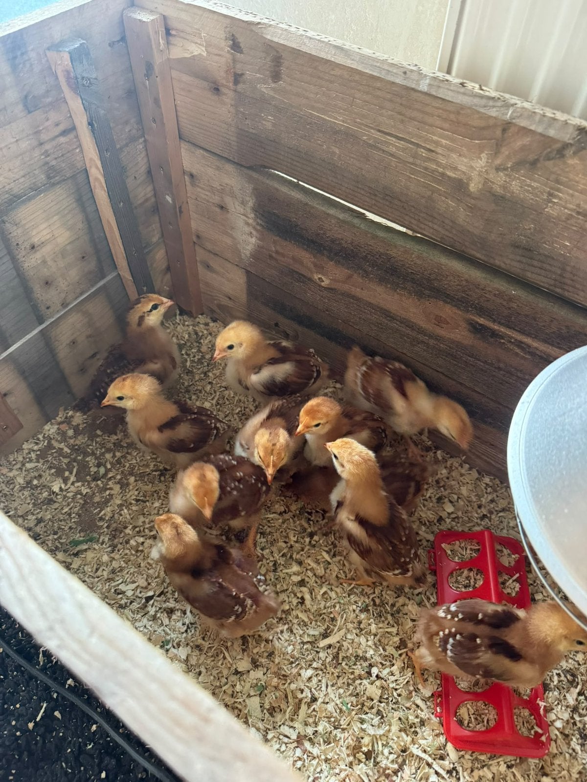 Kuikens te koop – 28 dagen oud, Dieren en Toebehoren, Kip