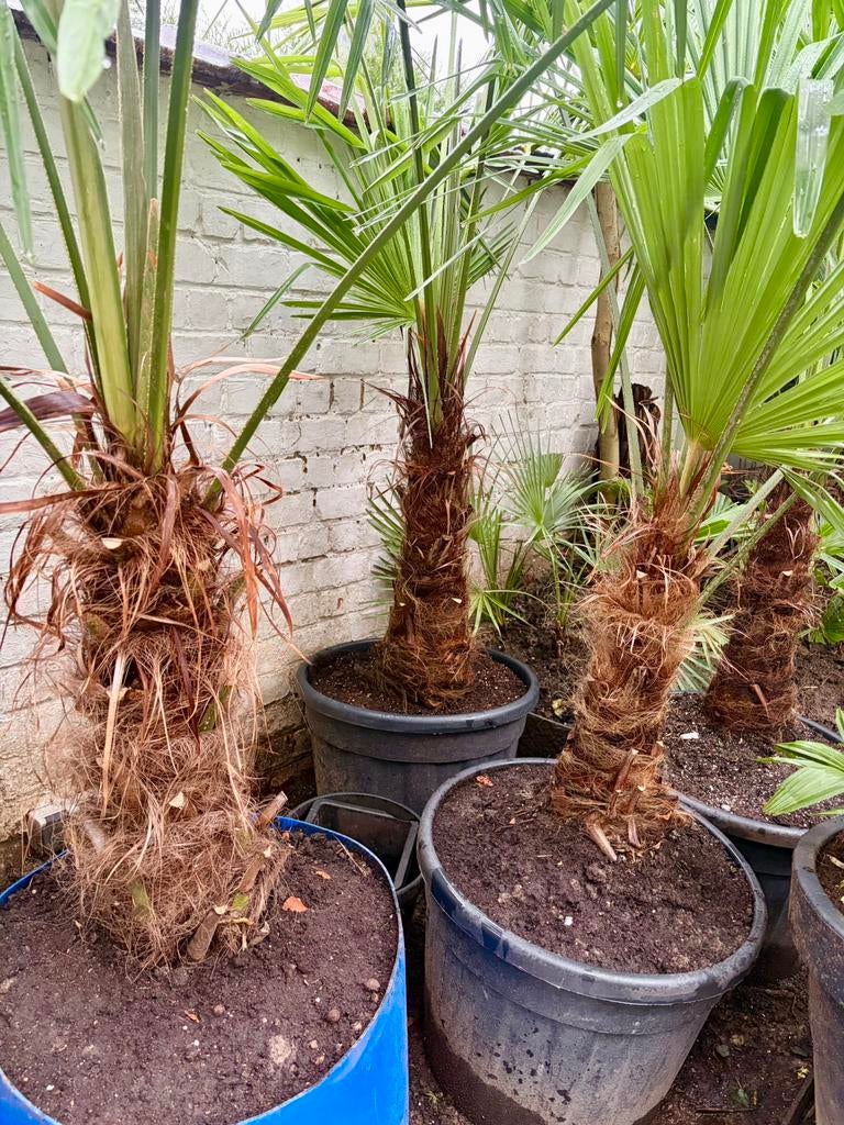 Trachycarpus Fortunei, Ophalen, Vaste plant, Overige soorten