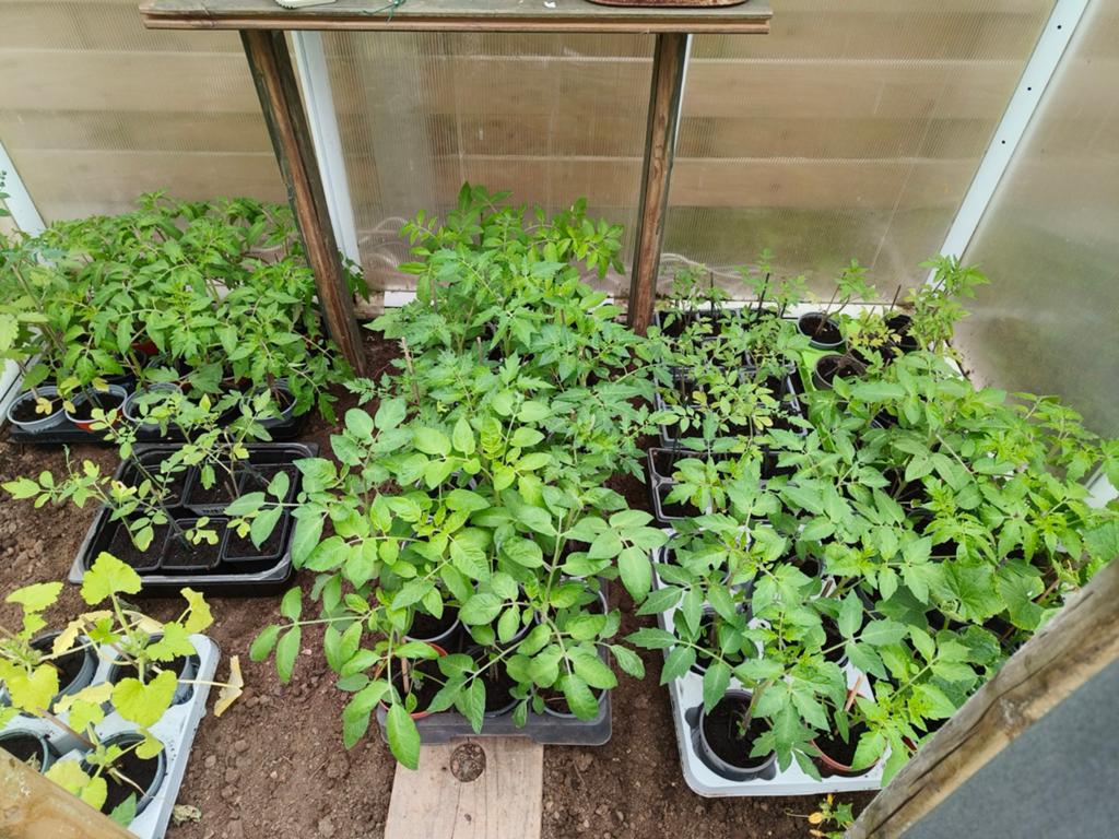 Tomatenplantjes, komkommer, courgette en pompoen, Tuin en Terras, Planten | Tuinplanten, Ophalen