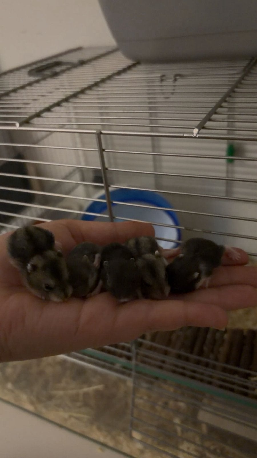 Baby dwerghamsters, Geslacht onbekend, Tam