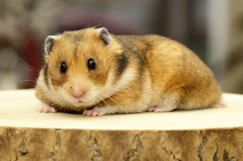 2 mannetjes en 2 vrouwtjes goudhamsters  moeten weg dringend, Animaux & Accessoires, Rongeurs, Octobre