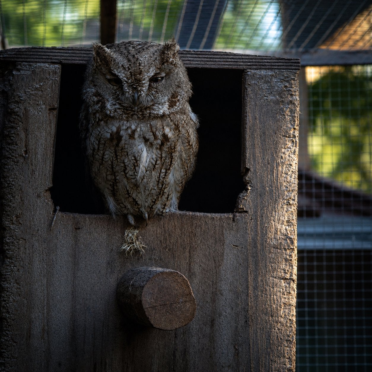 Koppel schreeuwuilen bewezen, Animaux & Accessoires, Oiseaux | Oiseaux Autre, Oiseau de proie