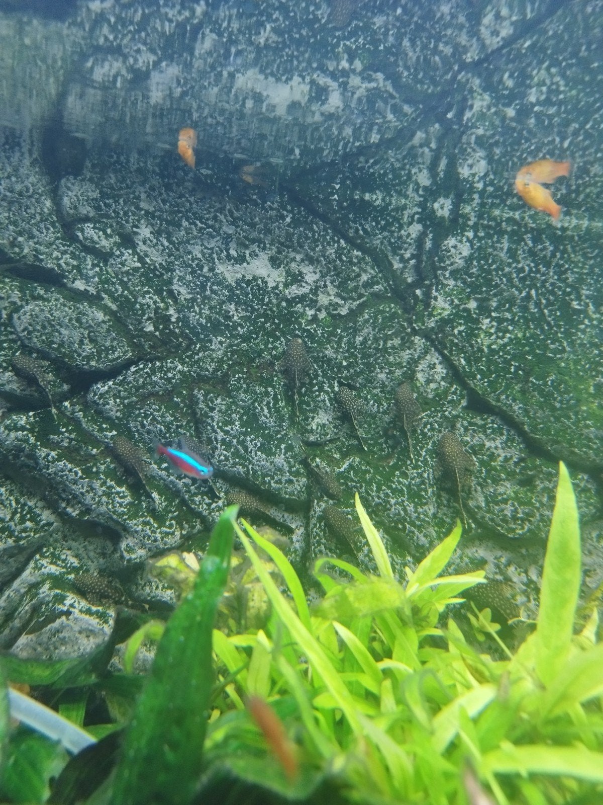 ancistrus, Poisson, Poisson d'eau douce, Banc de poissons