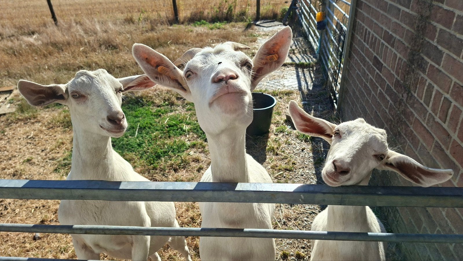 3 grosses chèvres en peluche à vendre, Femelle, Chèvre, 0 à 2 ans