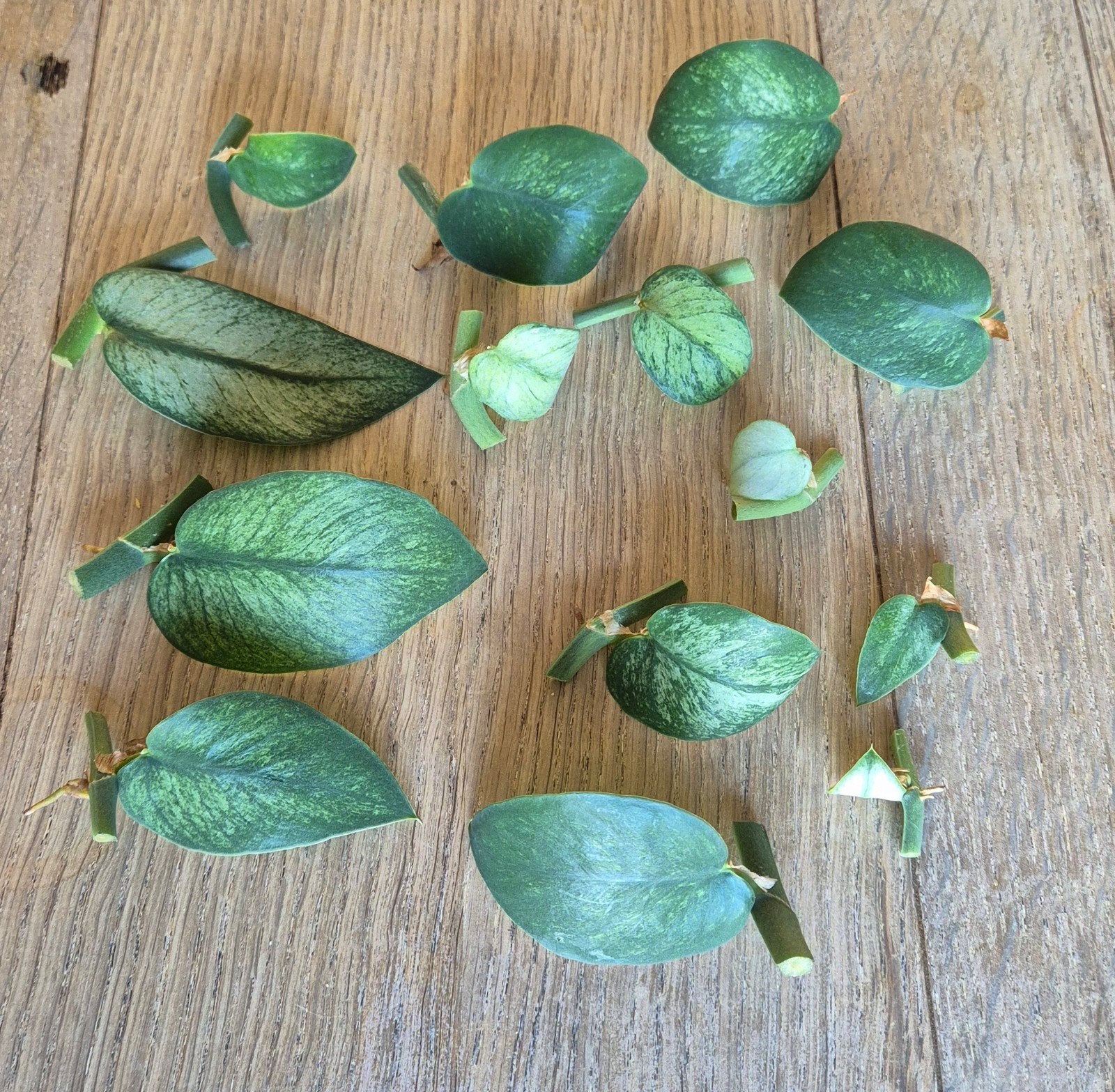Rhaphidophora hongkongensis mint boutures, Enlèvement